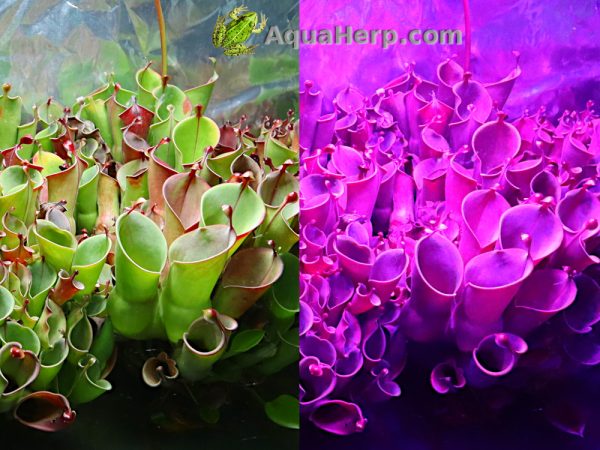 Heliamphora led-akvaariovalaisin.