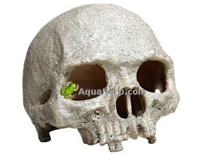 Terraario pääkallo Primate Skull.